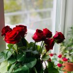 Tips Memetik Mawar yang Benar agar Bunga Tetap Segar dan Tanaman Tetap Sehat