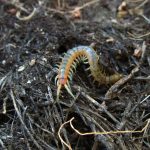 Memahami Kelabang Makhluk Kecil yang Mengerikan Tetapi Memiliki Kedudukan Penting