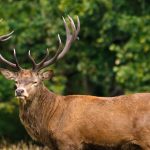 Pesona Rusa yang Anggun serta Menarik buat Diketahui Lebih Dekat